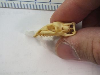 Media type: image;   Herpetology R-4211